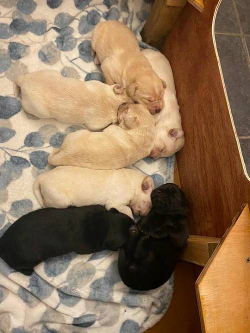 3 Labrador puppies 1 boy 2 girls for sale in Stockport, Greater Manchester - Image 4