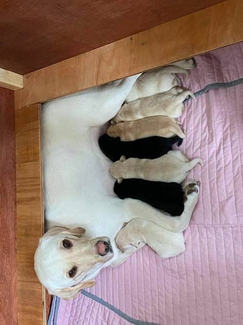 3 Labrador puppies 1 boy 2 girls for sale in Stockport, Greater Manchester - Image 5