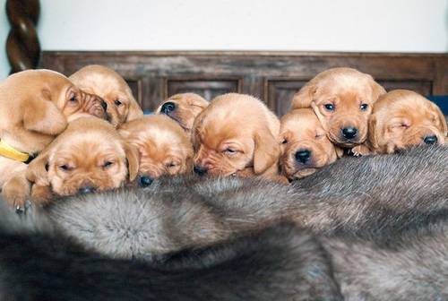 Fox Red KC Registered Labrador Puppies for sale in Chepstow/Cas-Gwent, Monmouthshire - Image 1