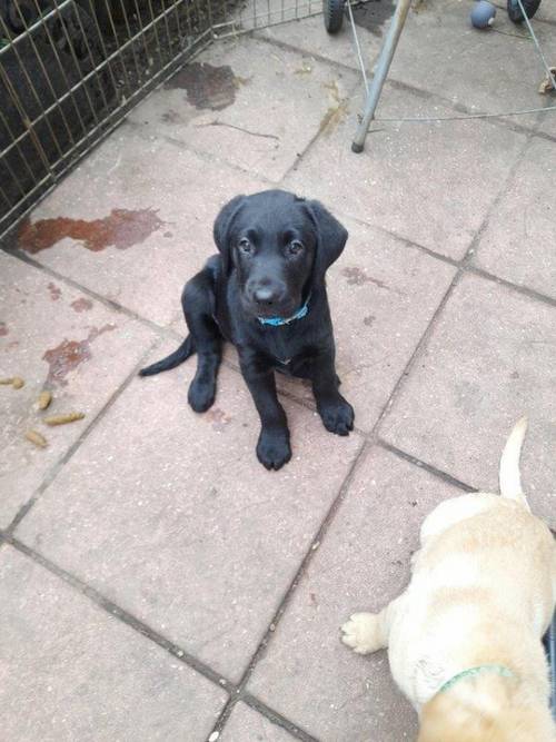 Stunning litter of 10 black yellow and fox red labradors for sale in Fareham, Hants - Image 2