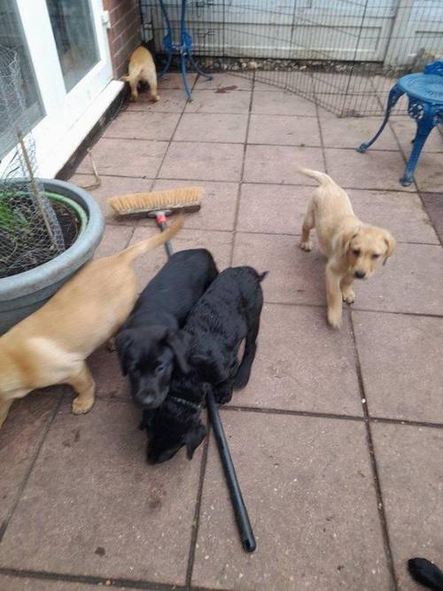 Stunning litter of 10 black yellow and fox red labradors for sale in Fareham, Hants - Image 3