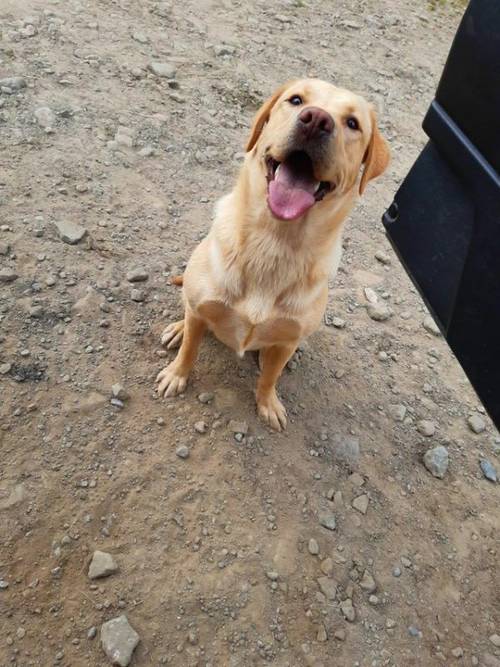 8 beautiful labrador puppies for sale in Merthyr Tydfil, Merthyr Tydfil - Image 1