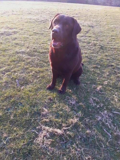 8 beautiful labrador puppies for sale in Merthyr Tydfil, Merthyr Tydfil - Image 2