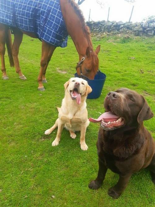 8 beautiful labrador puppies for sale in Merthyr Tydfil, Merthyr Tydfil - Image 3