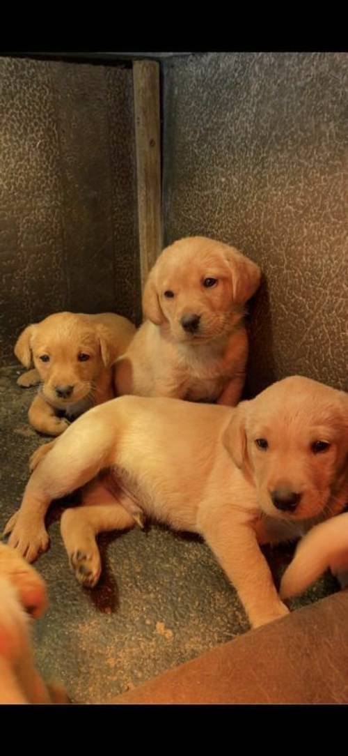 STUNNING KC LABRADOR PUPPY'S LOOKING FOR THERE FOREVER HOME for sale in Leyburn, England - Image 2