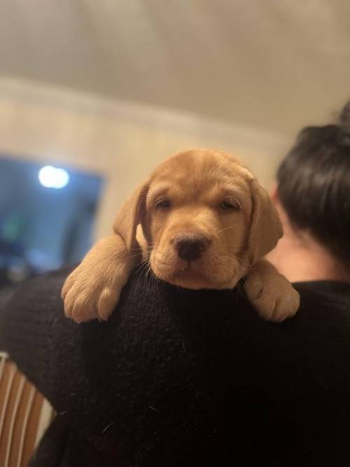 Stunning Yellow Labrador Puppies for sale in Connah's Quay, Flintshire - Image 1