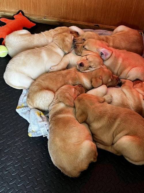 Stunning Yellow Labrador Puppies for sale in Connah's Quay, Flintshire - Image 2