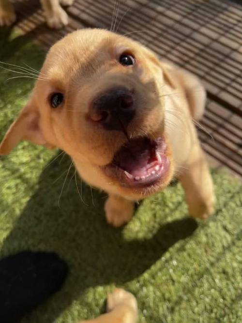 Stunning Yellow Labrador Puppies for sale in Connah's Quay, Flintshire - Image 3