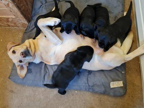 Black Labrador chunky Puppies for sale in Mablethorpe, Lincolnshire - Image 2