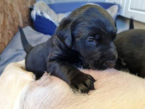 Black Labrador chunky Puppies for sale in Mablethorpe, Lincolnshire - Image 3