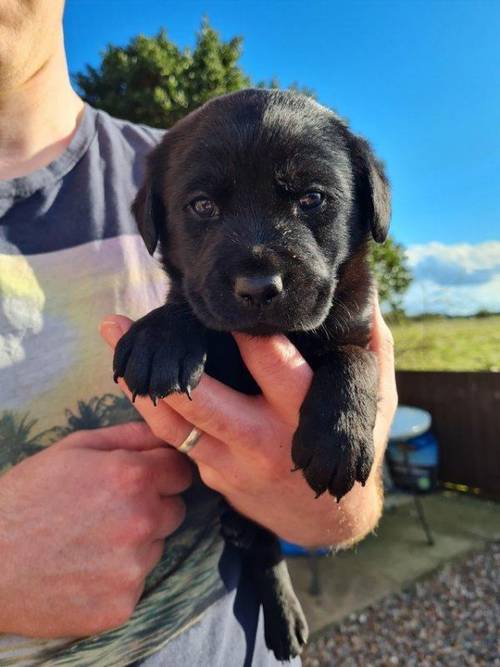 Black Labrador chunky Puppies for sale in Mablethorpe, Lincolnshire - Image 4