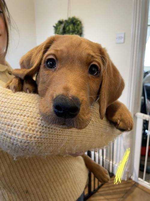 2 KC fox red labrador puppies for sale in Towcester, Northamptonshire - Image 1