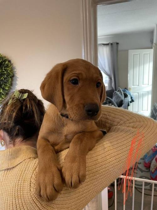 2 KC fox red labrador puppies for sale in Towcester, Northamptonshire - Image 2