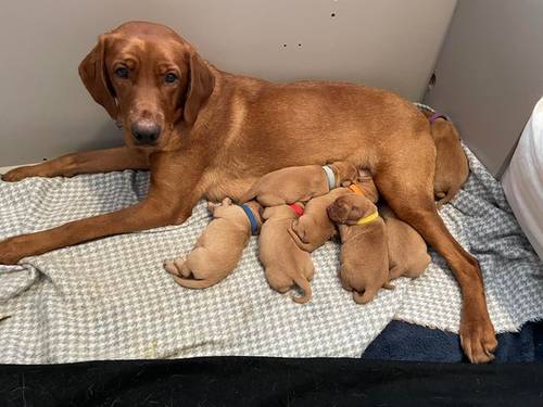 2 KC fox red labrador puppies for sale in Towcester, Northamptonshire - Image 3