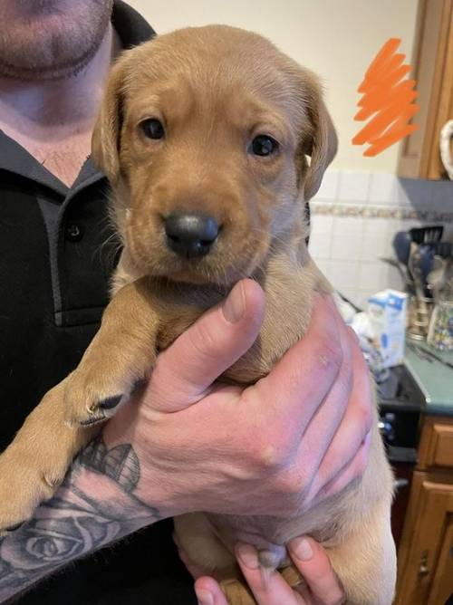 2 KC fox red labrador puppies for sale in Towcester, Northamptonshire - Image 4