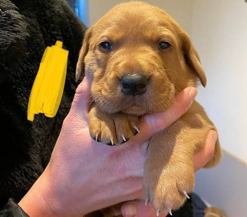 2 KC fox red labrador puppies for sale in Towcester, Northamptonshire - Image 5