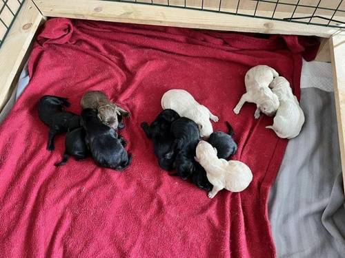 Kc registered Labrador puppies for sale in Scunthorpe, N.lincs - Image 2