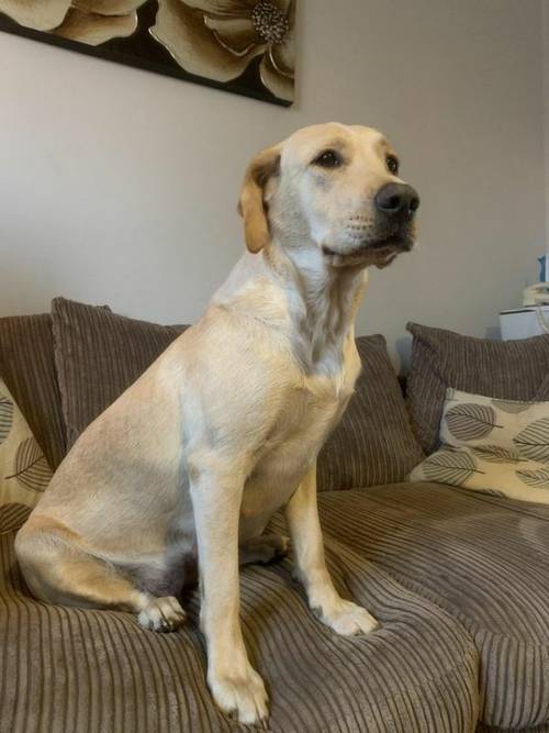 Kc registered Labrador puppies for sale in Scunthorpe, Lincolnshire - Image 4