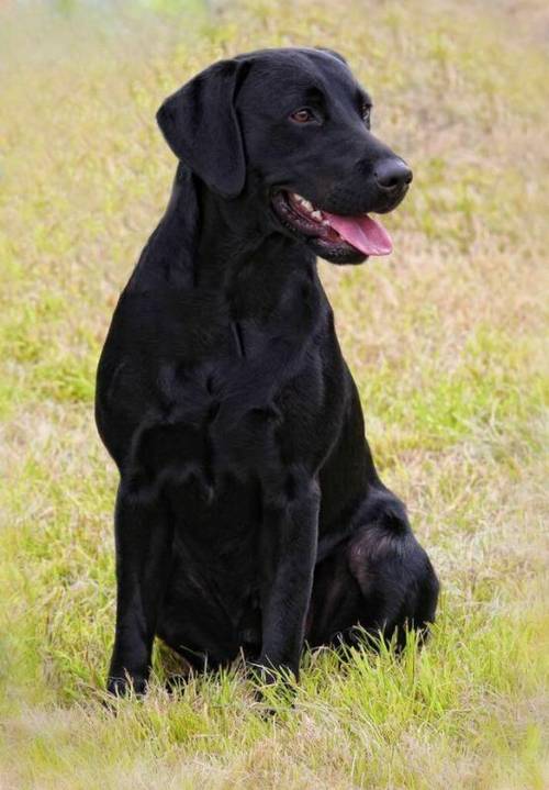 Kc registered Labrador puppies for sale in Scunthorpe, Lincolnshire - Image 5