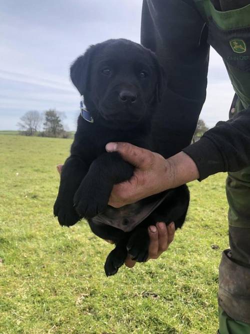 KC Registered Black Labrador Puppies for sale in Kingsbridge, Devon - Image 3