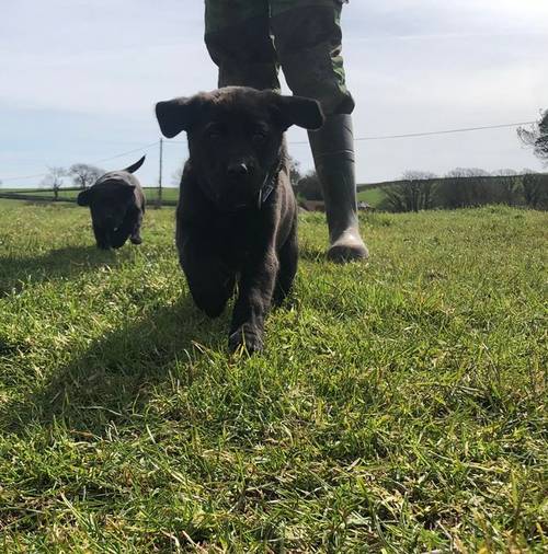 KC Registered Black Labrador Puppies for sale in Kingsbridge, Devon - Image 4