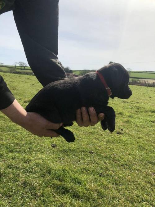 KC Registered Black Labrador Puppies for sale in Kingsbridge, Devon - Image 5