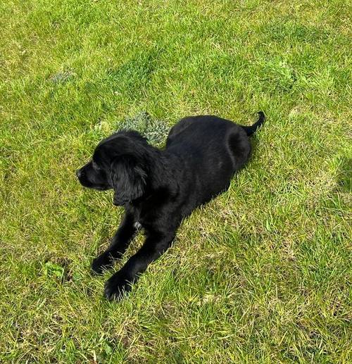 1 stunning springador puppy for sale in Melton Mowbray, Leicestershire - Image 2