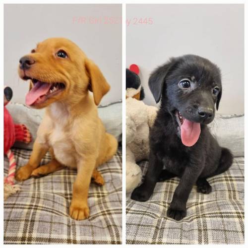 Stunning Fox red Girl and Black Boys Labrador Pups for sale in Ely, Cambridgeshire - Image 1