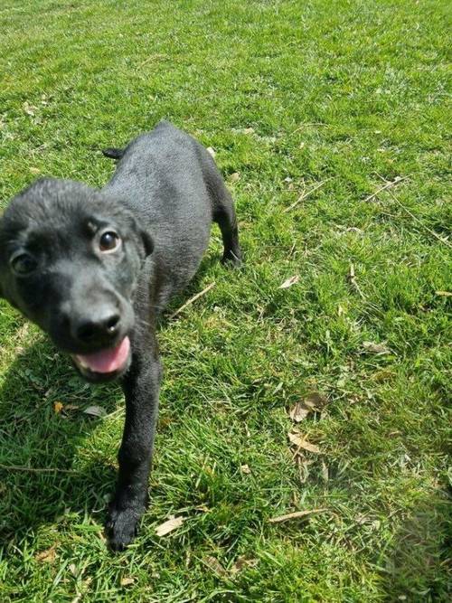 Stunning Fox red Girl and Black Boys Labrador Pups for sale in Ely, Cambridgeshire - Image 2