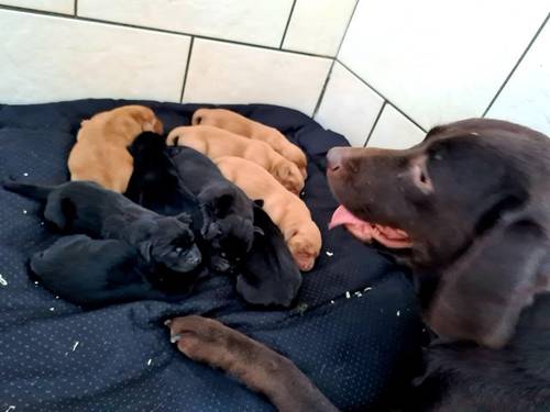 Stunning Fox red Girl and Black Boys Labrador Pups for sale in Ely, Cambridgeshire - Image 3