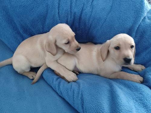 Lovely Golden labrador puppies for sale in Worcester, Worcestershire - Image 1