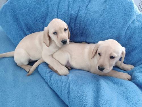 Lovely Golden labrador puppies for sale in Worcester, Worcestershire - Image 2