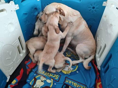 Lovely Golden labrador puppies for sale in Worcester, Worcestershire - Image 3