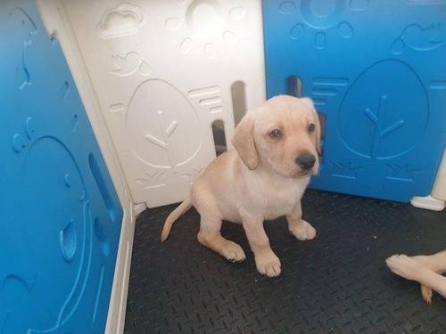 Lovely Golden labrador puppies for sale in Worcester, Worcestershire - Image 4