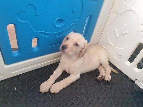 Lovely Golden labrador puppies for sale in Worcester, Worcestershire - Image 5