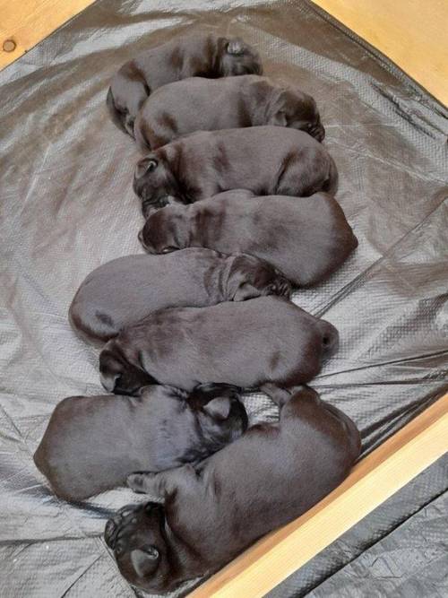 Beautiful black labrador puppies for sale in Saltburn-By-The-Sea, North Yorkshire - Image 1