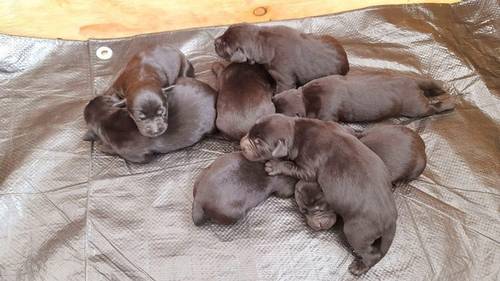 Beautiful black labrador puppies for sale in Saltburn-By-The-Sea, North Yorkshire - Image 5