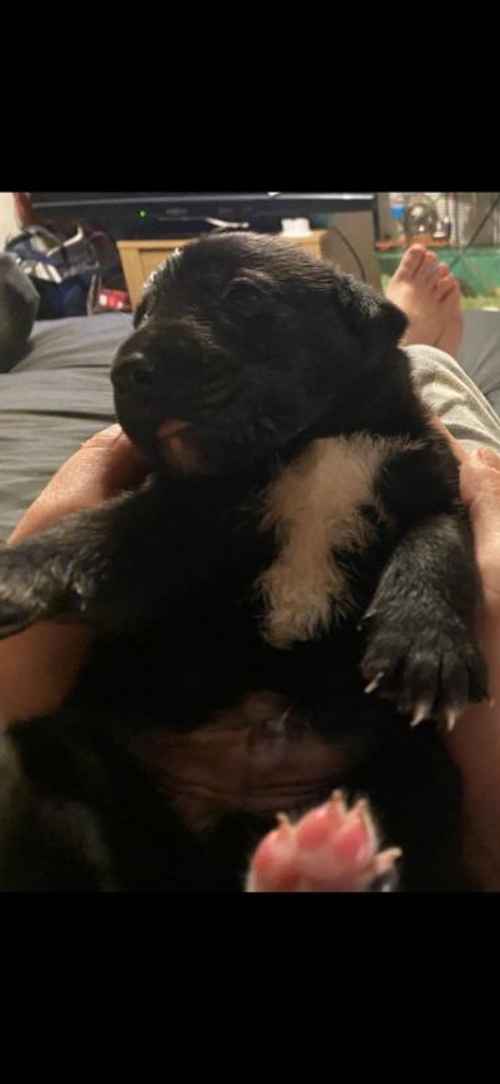 Lab cross puppys 2 boys 8 girls for sale in Wigan, Lancs - Image 1