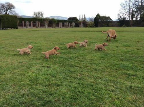 Labrador retriever KC registered puppies for sale in St Asaph/Llanelwy, Denbighshire - Image 1