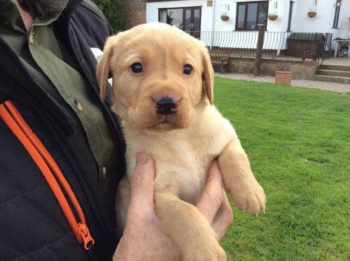 Labrador retriever KC registered puppies for sale in St Asaph/Llanelwy, Denbighshire - Image 2