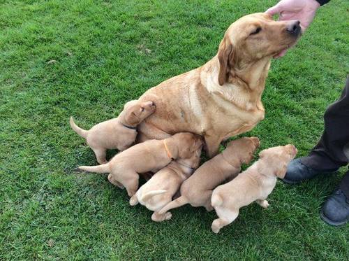 Labrador retriever KC registered puppies for sale in Denbighshire - Image 5