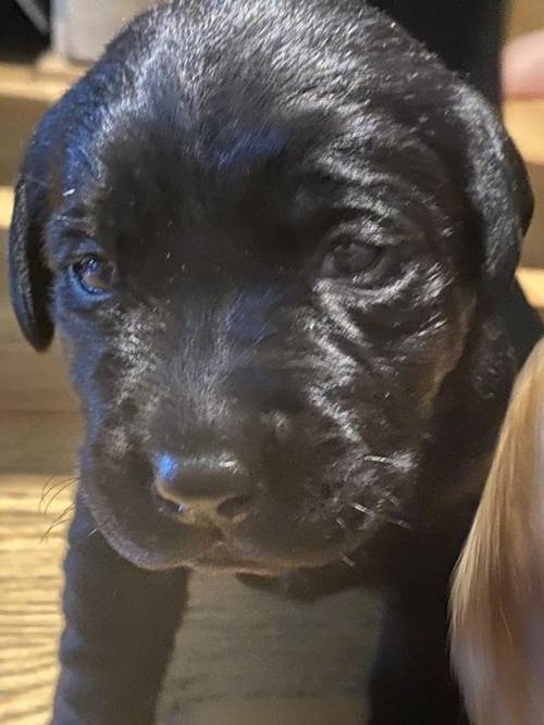 Beautiful Black Labrador Puppies For Sale in Hoddesdon, Herts - Image 4