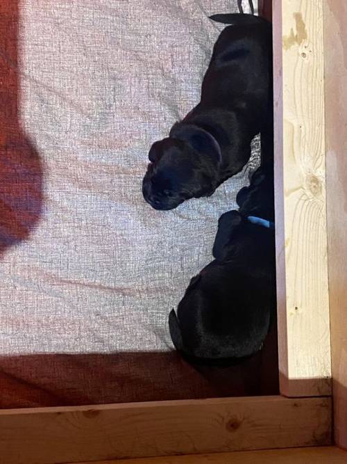 Beautiful Black Labrador Puppies For Sale in Hoddesdon, Herts - Image 5