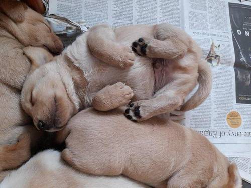 Labrador puppies 7 weeks old.. for sale in Bungay, Suffolk - Image 3