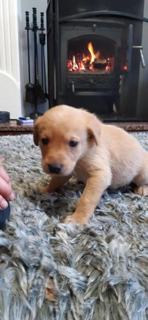 Kc registered labrador puppies 6 weeks old for sale in Newbiggin-by-the-Sea, Northumberland - Image 1