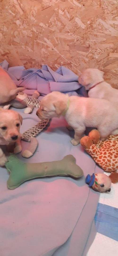 Kc registered labrador puppies 6 weeks old for sale in Newbiggin-by-the-Sea, Northumberland - Image 2