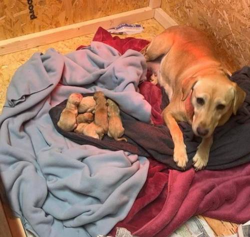 Kc registered labrador puppies 6 weeks old for sale in Newbiggin-by-the-Sea, Northumberland - Image 4