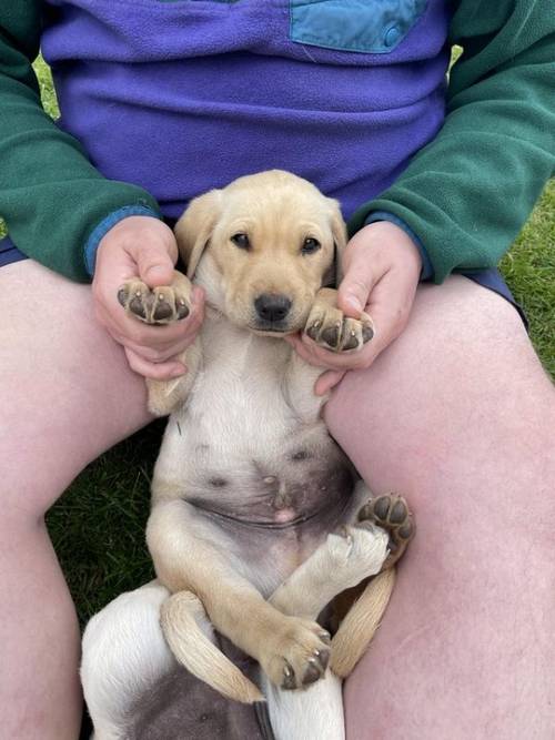 KC Registered Yellow Labrador Retriever Puppies for sale in Sutton, Shropshire - Image 3