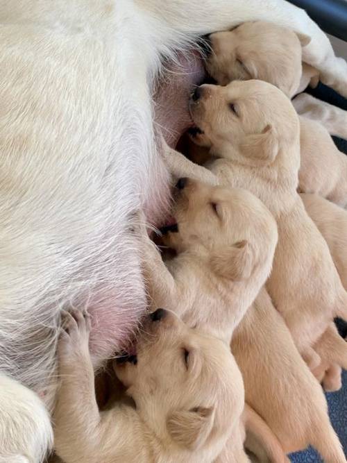 Yellow Labrador Puppies FTCh Sire for sale in Yarcombe, Devon - Image 1