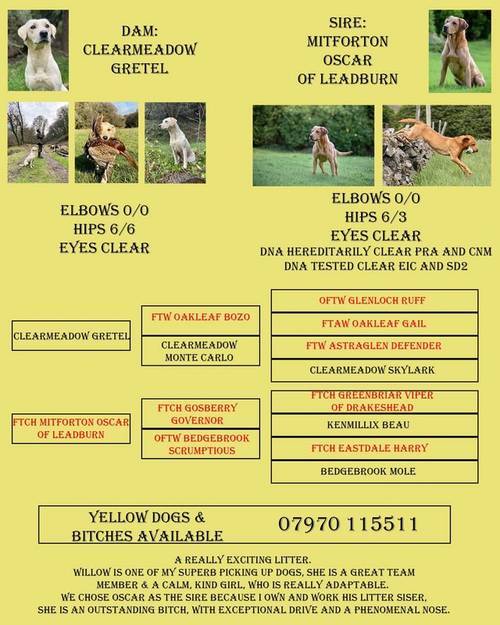 Yellow Labrador Puppies FTCh Sire for sale in Yarcombe, Devon - Image 2